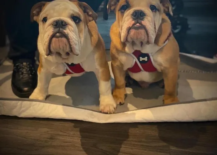 Ye Olde Fighting Cocks