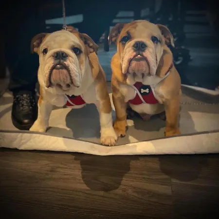 Ye Olde Fighting Cocks